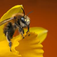 Hairy Footed Flower Bee 4 